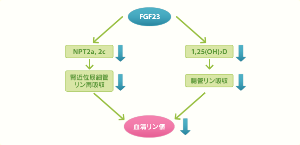 図2：FGF23の作用　難波 範行：小児科臨床, 63（6）, 1083, 2010