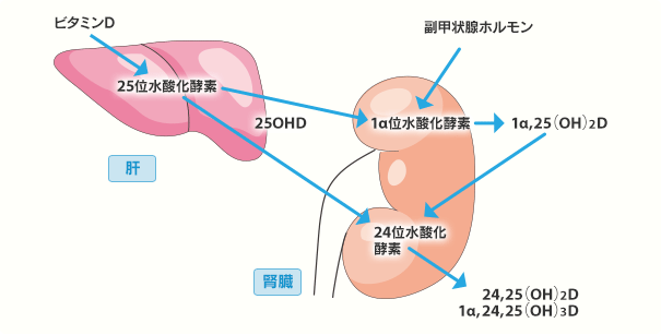 図：ビタミンDの水酸化による活性型への変化　大薗　恵一：チャイルドヘルス, 14（2）, 1008, 2011
